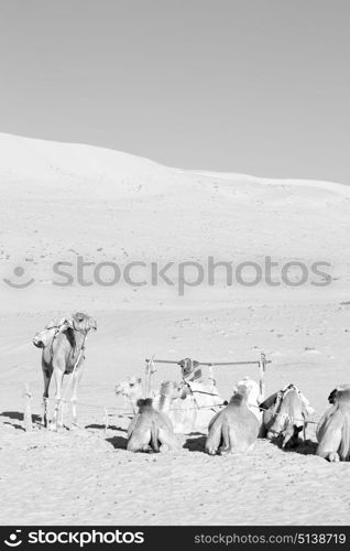 dromedary near the sky in oman empty quarter of desert a free