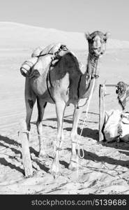 dromedary near the sky in oman empty quarter of desert a free