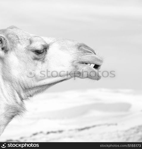 dromedary near the sky in oman empty quarter of desert a free