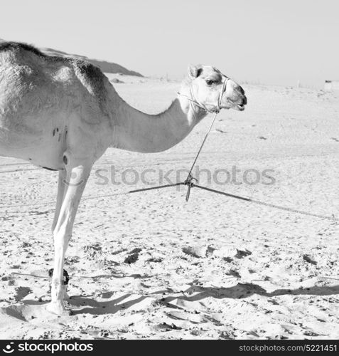 dromedary near the sky in oman empty quarter of desert a free