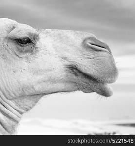 dromedary near the sky in oman empty quarter of desert a free