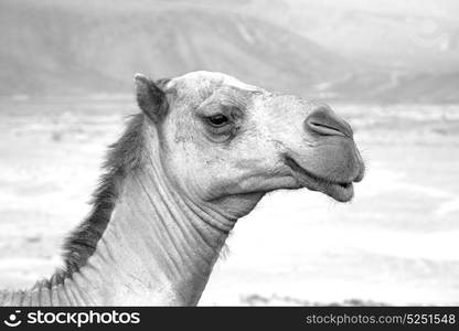 dromedary near the sky in oman empty quarter of desert a free