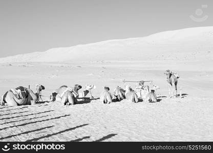 dromedary near the sky in oman empty quarter of desert a free