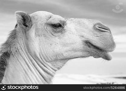 dromedary near the sky in oman empty quarter of desert a free