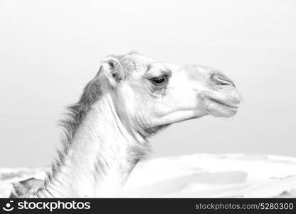 dromedary near the sky in oman empty quarter of desert a free