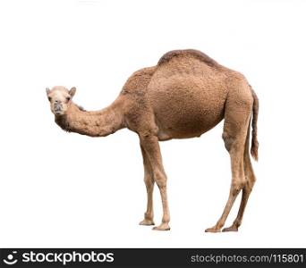 dromedary or arabian camel isolated on white background