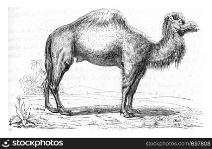 Dromedary, vintage engraved illustration. From Zoology Elements from Paul Gervais.