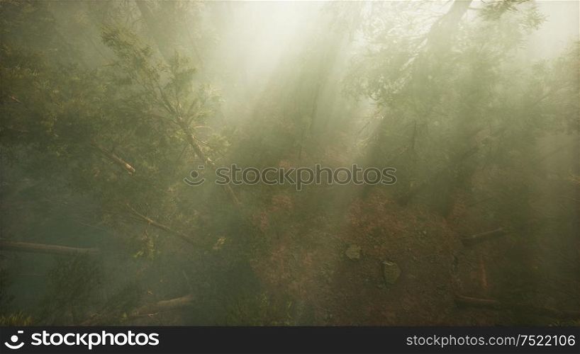 Drone breaking through the fog to show redwood and pine tree