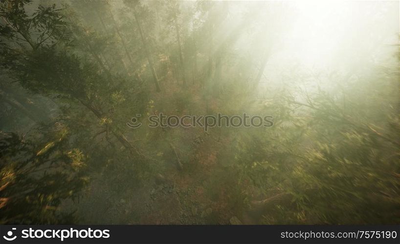 Drone breaking through the fog to show redwood and pine tree