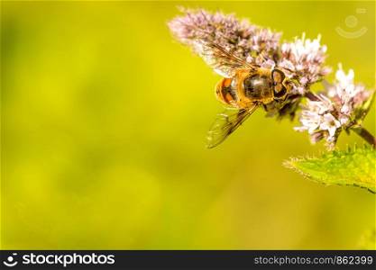 drone fly on a flower of a peppermint in summer in Germany