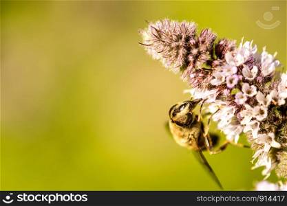 drone fly on a flower of a peppermint in summer in Germany
