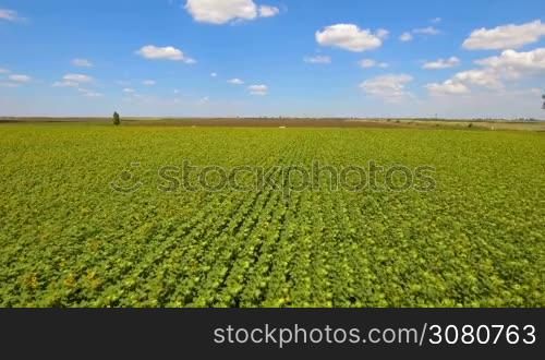 Drone flying over a sunflower field in summer day. Summer landscape of a sunflower crop.