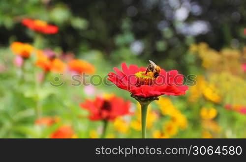 drone on red flower with yellow stamen in garden, close-up