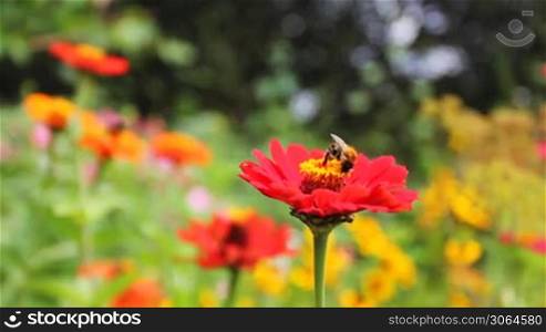 drone on red flower with yellow stamen in garden, close-up