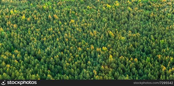 drone photography concept - aerial view of wild spruce-fir forest in summer. aerial view of wild spruce-fir forest in summer