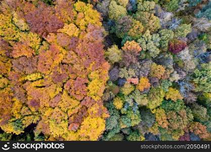 Drone view of beautiful natural landscape of colorful fall leaves on trees. Seamless pattern of autumn forest area.. Drone view of colorful trees at autumn forest
