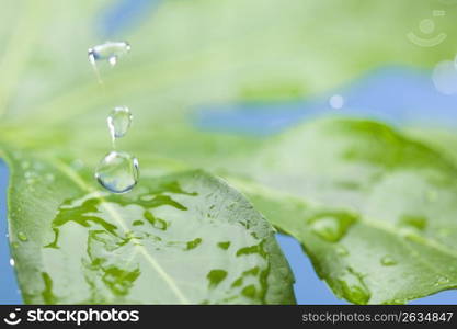 Drop
