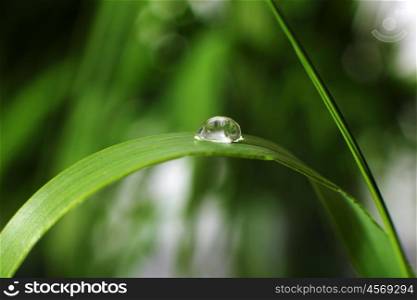 drop of dew on a blade of grass