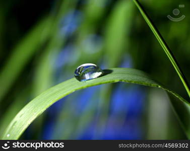 drop of dew on a blade of grass