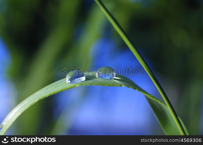 drop of dew on a blade of grass