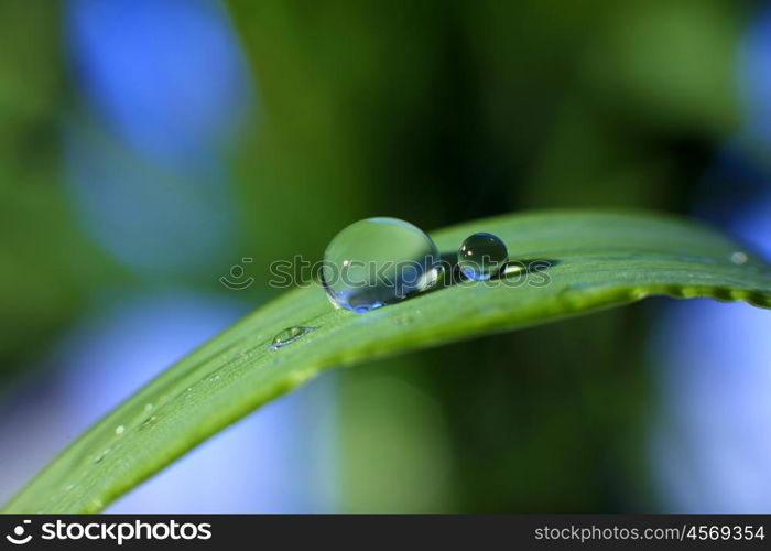 drop of dew on a blade of grass