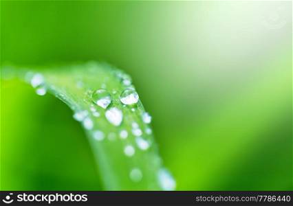 Drop of dew on green leaf with sun light