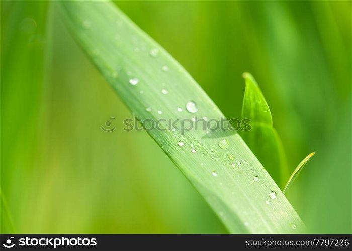 drop of dew on the grass