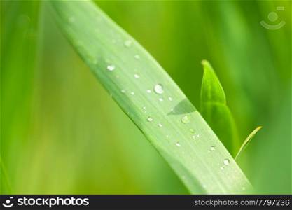 drop of dew on the grass