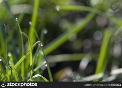 drop of dew on the tip of a blade of grass