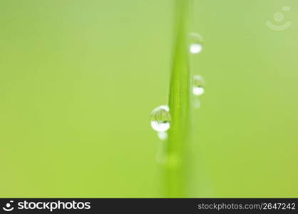 Drop of water