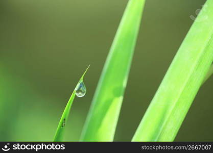 Drop of water