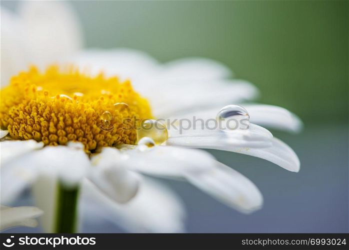 Drop of water on the petal of chamomile flower closeup