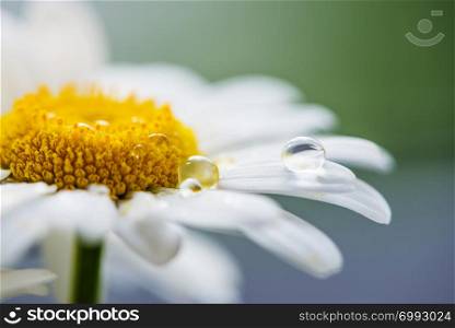 Drop of water on the petal of chamomile flower closeup