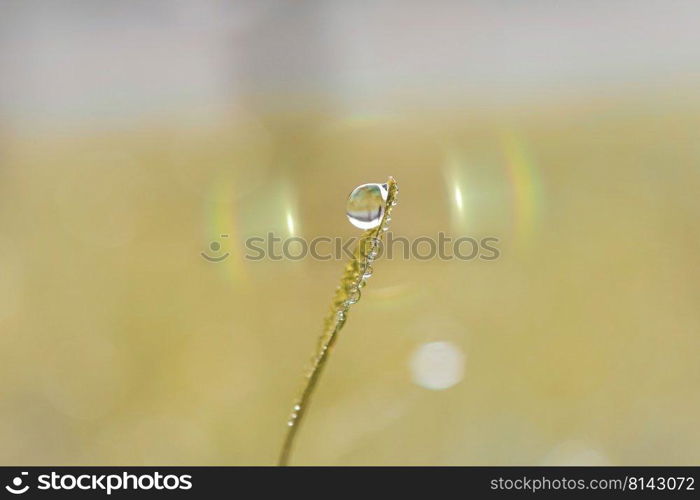 drop on the grass in rainy season in springtime