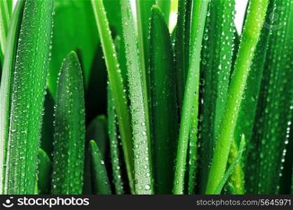 Droplets of dew on fresh green leaves
