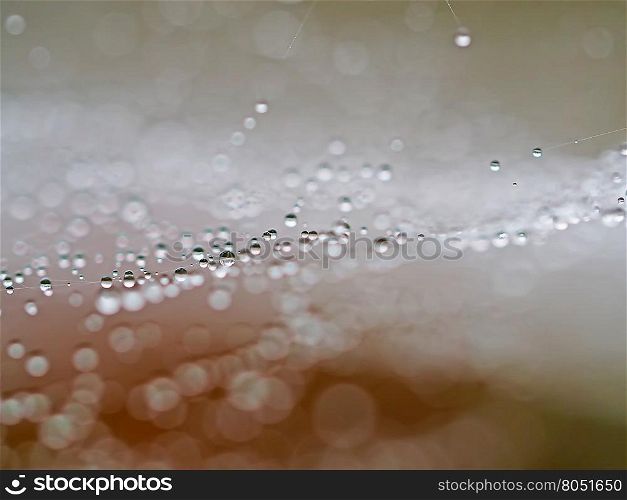 droplets on a spider web