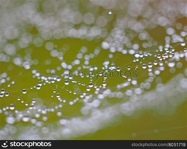droplets on a spider web