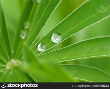 droplets on grass