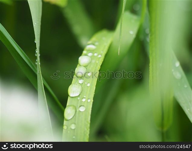droplets on grass