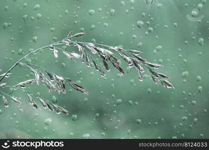 drops and flowers in rainy days in spring season