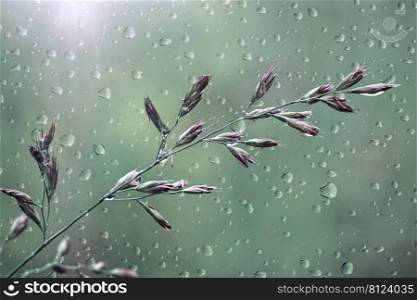 drops and flowers in rainy days in spring season