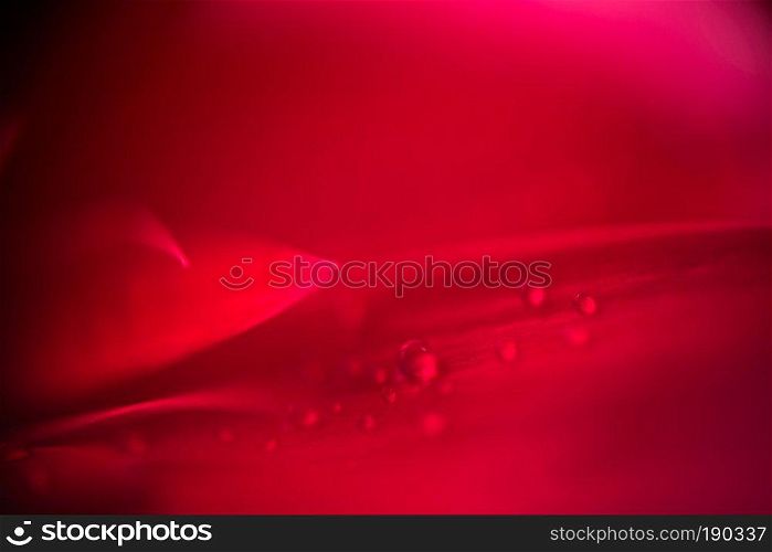 Drops of dew on a flower petal, extremely close up photo.
