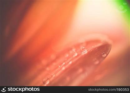 Drops of dew on a flower petal, extremely close up photo.