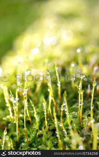 drops of dew on a grass in morning time