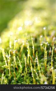 drops of dew on a grass in morning time