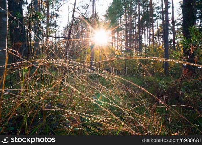 Drops of dew on dry grass stems in a forest in the sunlight . Autumn landscape.. Drops of dew on the grass in the sun .