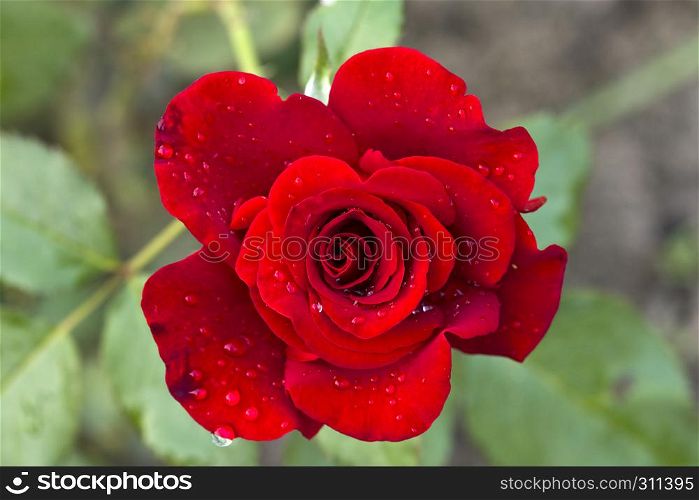 drops of rain on a petals of a crimson rose