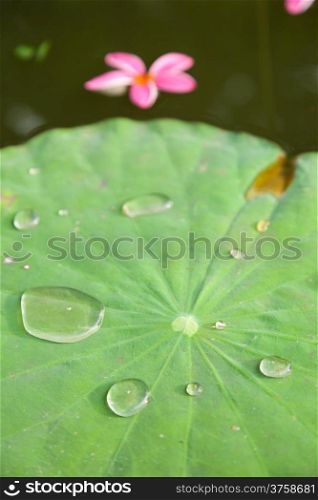 Drops of water on a lotus leaf. Flowers floating in water.