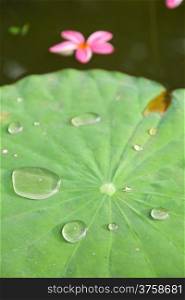 Drops of water on a lotus leaf. Flowers floating in water.