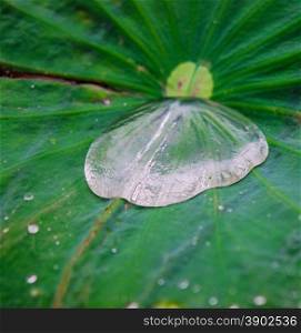 Drops of Water on Lotus Leaf
